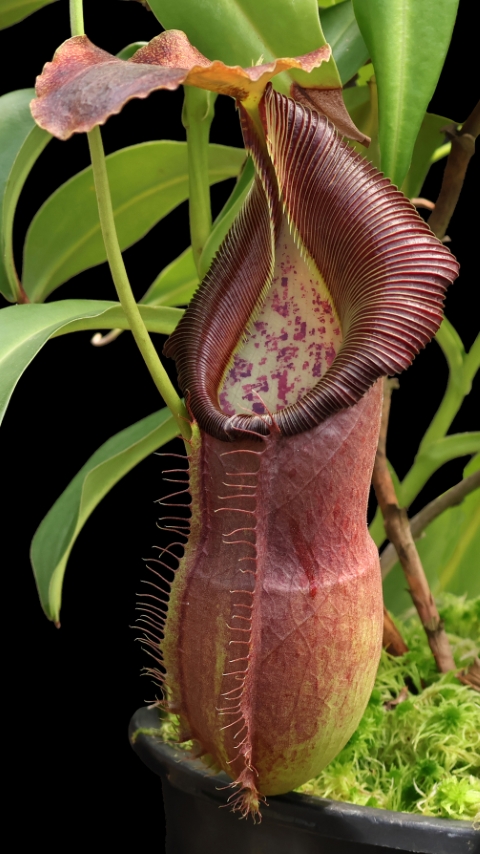 N. spathulata x singalana – assorted clones: BE-4004